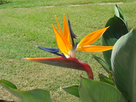 Bermuda Botanical Gardens