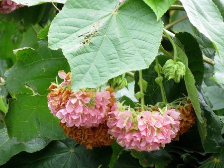 Dombeya, Botanical Gardens