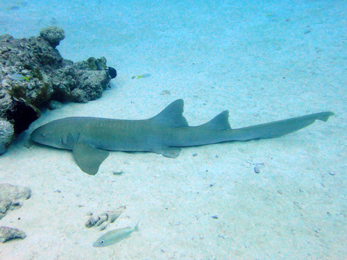 Nurse Shark Exuma