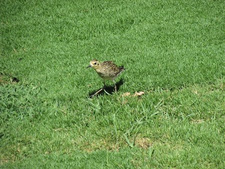 Common Bermuda Grass