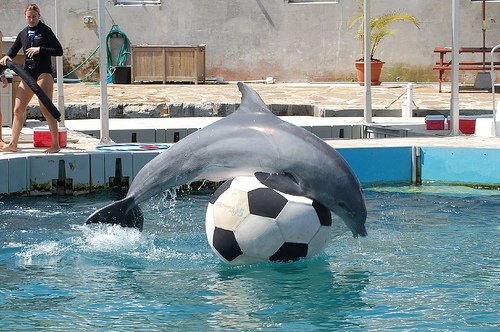 Dolphin Quest Bermuda