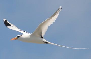 Bermuda Longtail