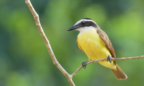 Kiskadee