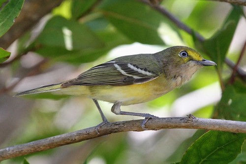 White Eyed Vireo