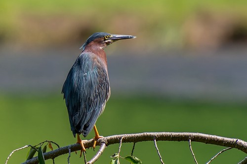 Green Heron