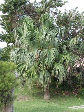 Bermuda Palmetto